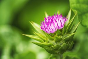 Chardon-marie fleur. Image illustrative