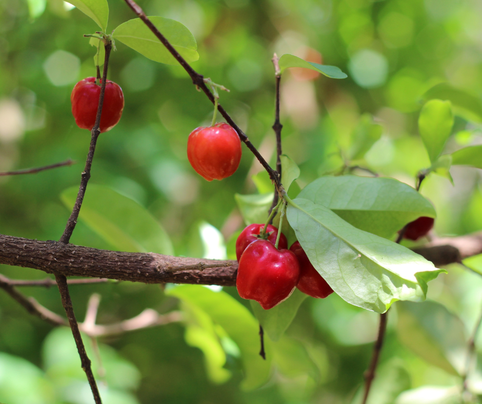 acérola baies. Image illustrative