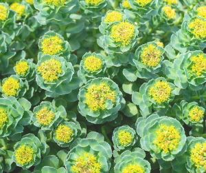 Champs de rhodiole. Image illustrative