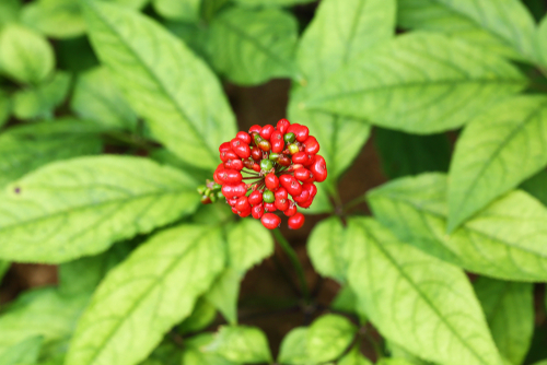 Ginseng : la plante. Image illustrative