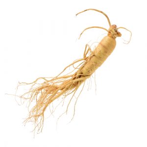 Rhizome de Panax Ginseng. Image illustrative
