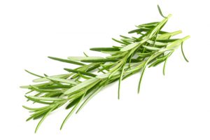 Feuilles fraiches de romarin. Image illustrative