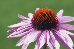 échinacée partie aérienne. Image illustrative