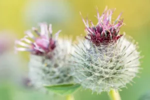 bardane partie aérienne