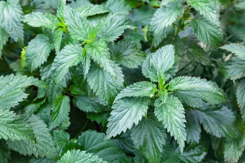 Ortie parties aériennes