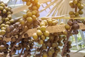 palmier de floride fruits