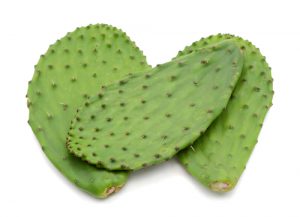nopal raquette. Image illustrative