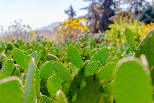 nopal. Image illustrative