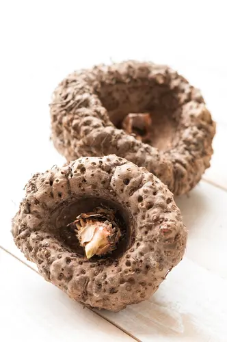Konjac tubercule. Image illustrative