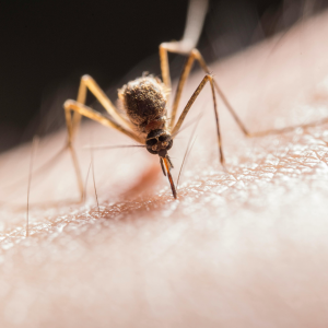 Piqûre d'insecte. Image illustrative