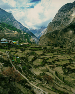 costus indien de qualite saussurea costus plante montagnarde