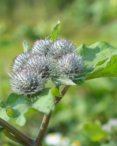 saussurea lappa fleur capitule violet botanique