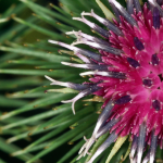 Costus indien contrôlé en laboratoire avec analyses de sécurité et traçabilité