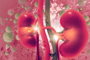 acide aristolochique toxicité reins. Image illustrative