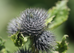 acide aristolochique sécurité plantes