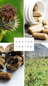 Formes du costus indien – racine, poudre, extrait et gélules